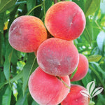 Prunus 'Red Haven' Peach