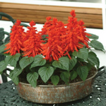 Salvia Red Hot Sally II