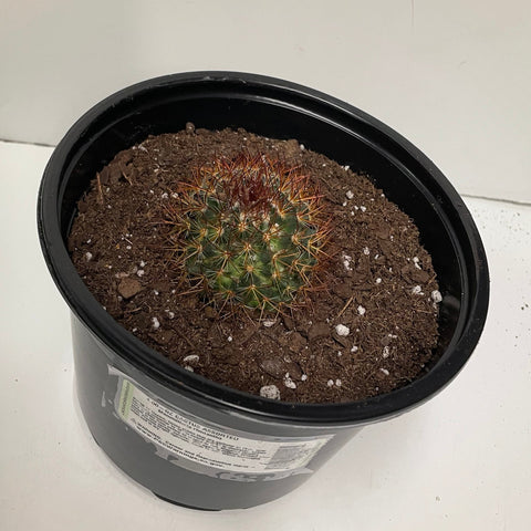 Cactus Mammillaria rhodantha
