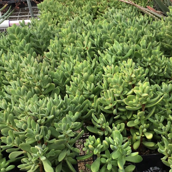 the roger succulent Crassula 'Rogersii' – Prairie Blossom Nursery