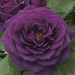 Rosa Floribunda Ebb Tide™ Rose