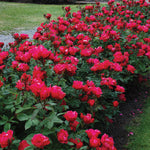 Rosa Shrub Knock Out® Double Red Rose