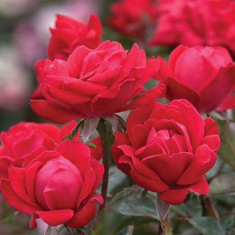 Rosa Shrub Knock Out® Double Red Rose