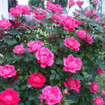 Rosa Shrub Knock Out® Double Pink Rose PP18507