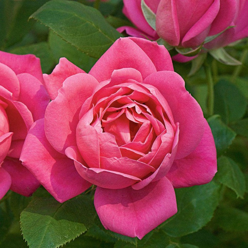 Rosa Shrub Knock Out® Double Pink Rose PP18507 – Prairie