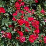 Rosa Ground-Cover Drift® Red Rose PP17877