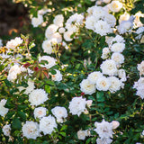 Rosa Ground-Cover Drift® White Rose