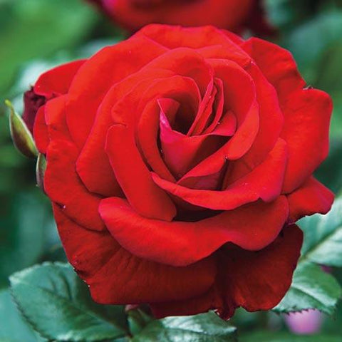 Rosa Floribunda Drop Dead Red™ Rose