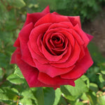 Rosa Hybrid Tea Firefighter® Rose