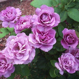 Rosa Hybrid Tea Neptune™ Rose