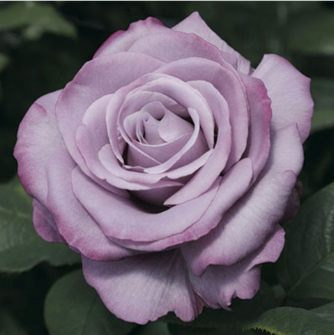 Rosa Hybrid Tea Neptune™ Rose