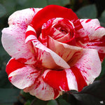 Rosa Floribunda Scentimental™ Rose
