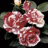Rosa Floribunda Scentimental™ Rose