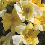 Rosa Shrub Knock Out® Sunny Rose PP18563