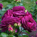 Rosa Grandiflora Twilight Zone Rose