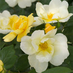 Rosa Shrub Knock Out® Sunny Rose PP18563