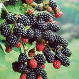 Rubus Prime-Ark® 45 Blackberry PP22449