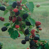 Rubus Prime-Ark® 45 Blackberry PP22449