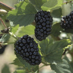 Rubus Prime-Ark® 45 Blackberry PP22449