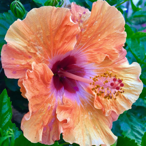 Hibiscus Tropical 'Rumrunner'