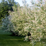 Salix Dappled Willow Hakuro Nishiki