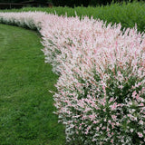 Salix Dappled Willow Hakuro Nishiki