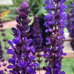 Salvia 'Salvatore Blue' Meadow Sage