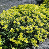 Sedum Gold Digger Stonecrop