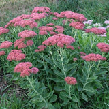 Sedum 'Autumn Fire' (Stonecrop)