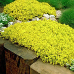 Sedum Gold Digger Stonecrop