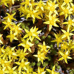 Sedum Gold Digger Stonecrop