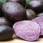 Seed Potato Purple Majesty