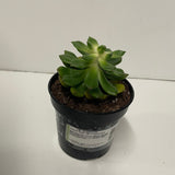 Succulent Echeveria Sleepy