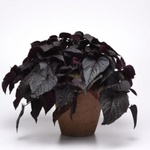 Ipomoea Sweet Potato Vine SolarTower™ Black