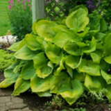 Hosta 'Sum and Substance' (Plantain Lily)