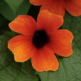 Thunbergia Sunny™ Series Climbing