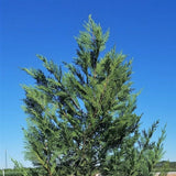 Cupressocyparis Leyland Cypress Tree
