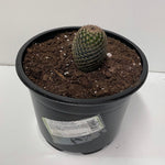 Cactus 'Thumb' Mammillaria maludae