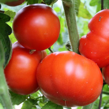 Tomato 'Neosho Garden Favorite'