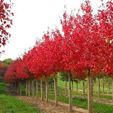 Acer 'Autumn Flame' Maple Tree