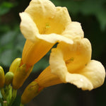 Campsis 'Flava' Yellow Trumpet Vine