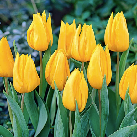 Tulip Yokohama