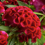 Celosia cristata Twisted™