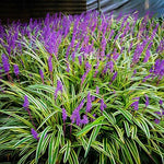 Grass Liriope Lilyturf 'Variegated'