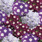 Verbena Obsession™ Series