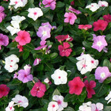 Vinca Titan™ Series (15 varieties)