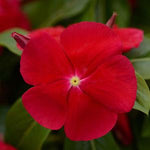 Vinca Titan™ Series (15 varieties)