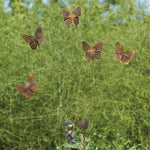 Ancient Graffiti Whimsical Butterfly Flutterer