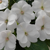 Impatiens Sunpatiens® Compact Series