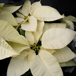 6.5 inch Seasonal White Poinsettia
